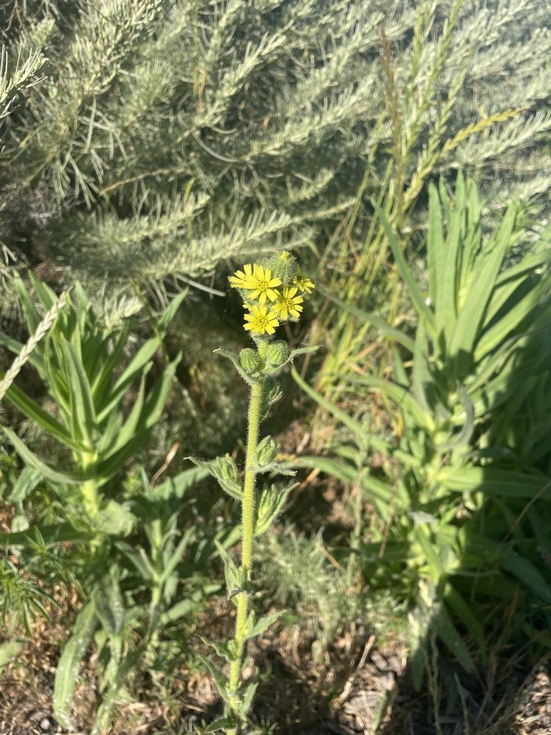 Coast Tarweed photo 4