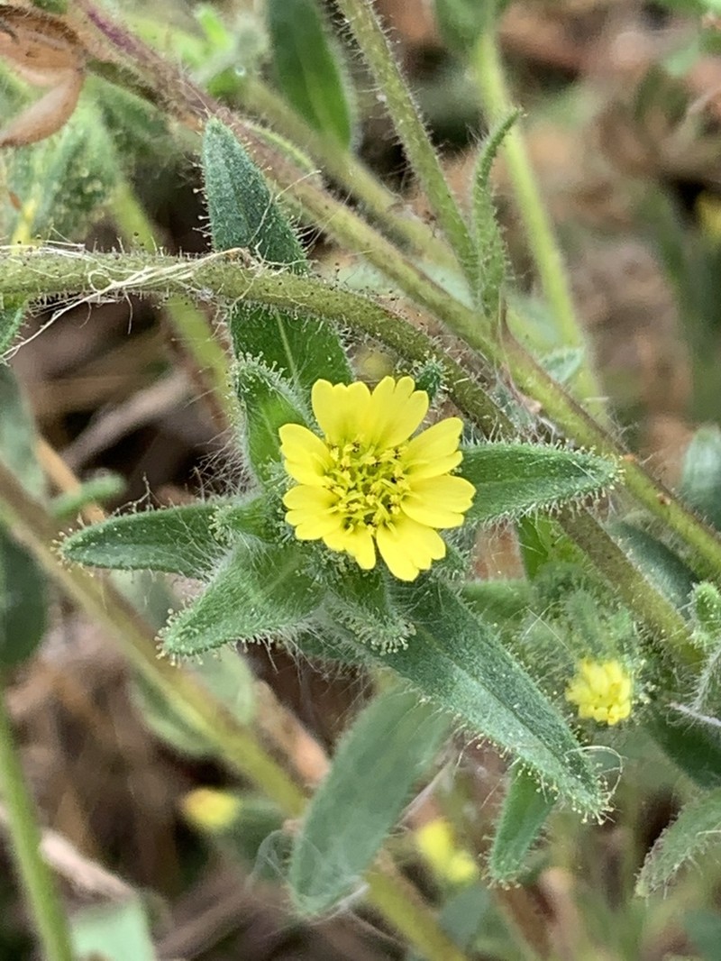 Coast Tarweed photo 6
