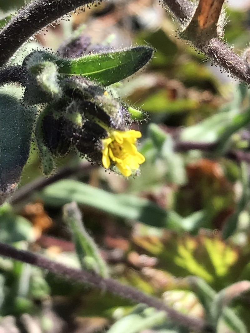 Coast Tarweed photo 7