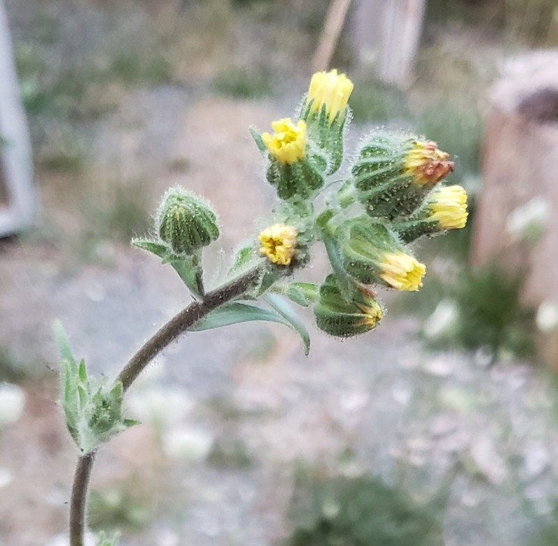 Coast Tarweed photo 8