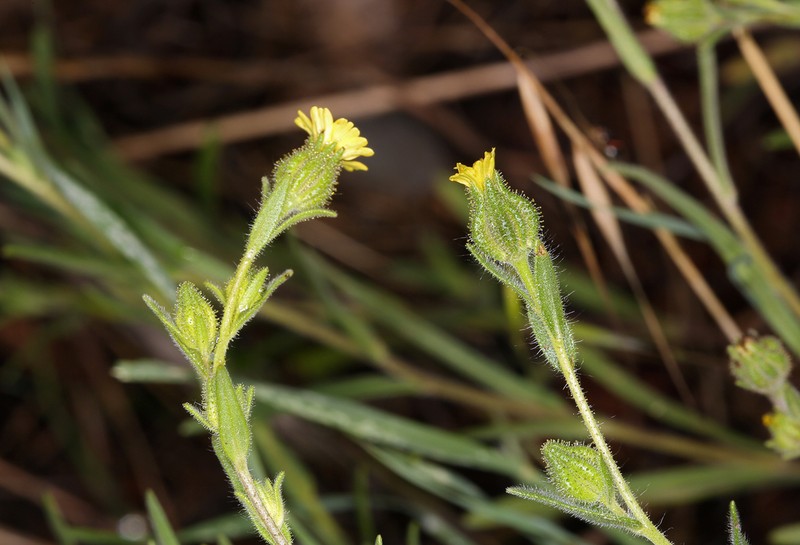 Slender Tarweed