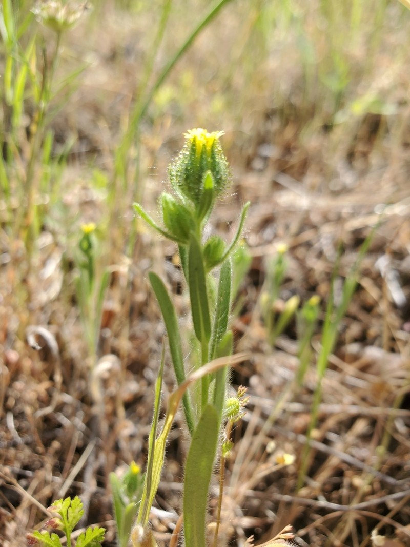 Slender Tarweed photo 3