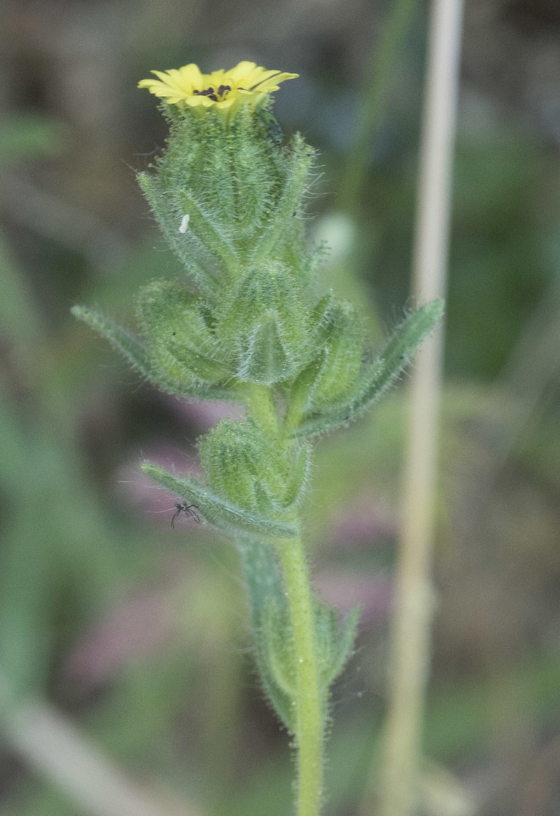 Slender Tarweed photo 4