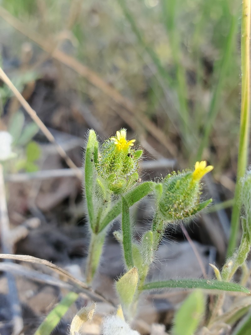 Slender Tarweed photo 5
