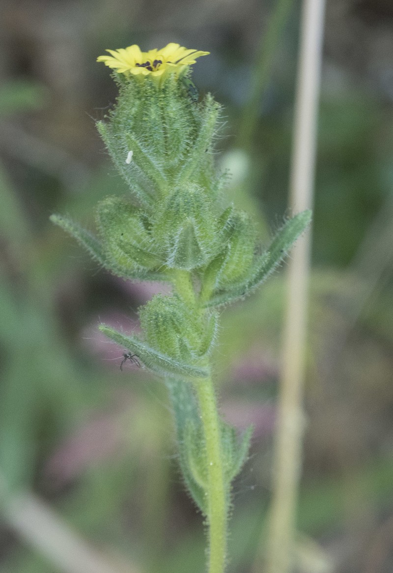 Slender Tarweed photo 7