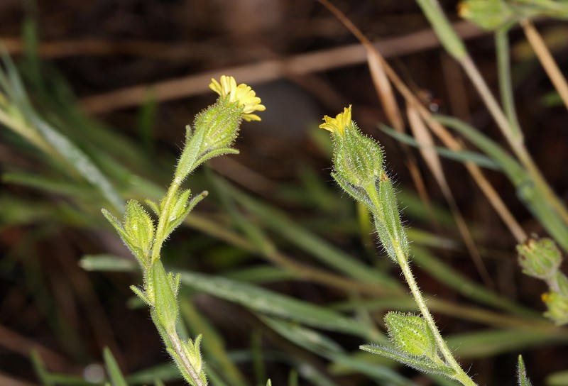 Slender Tarweed photo 8