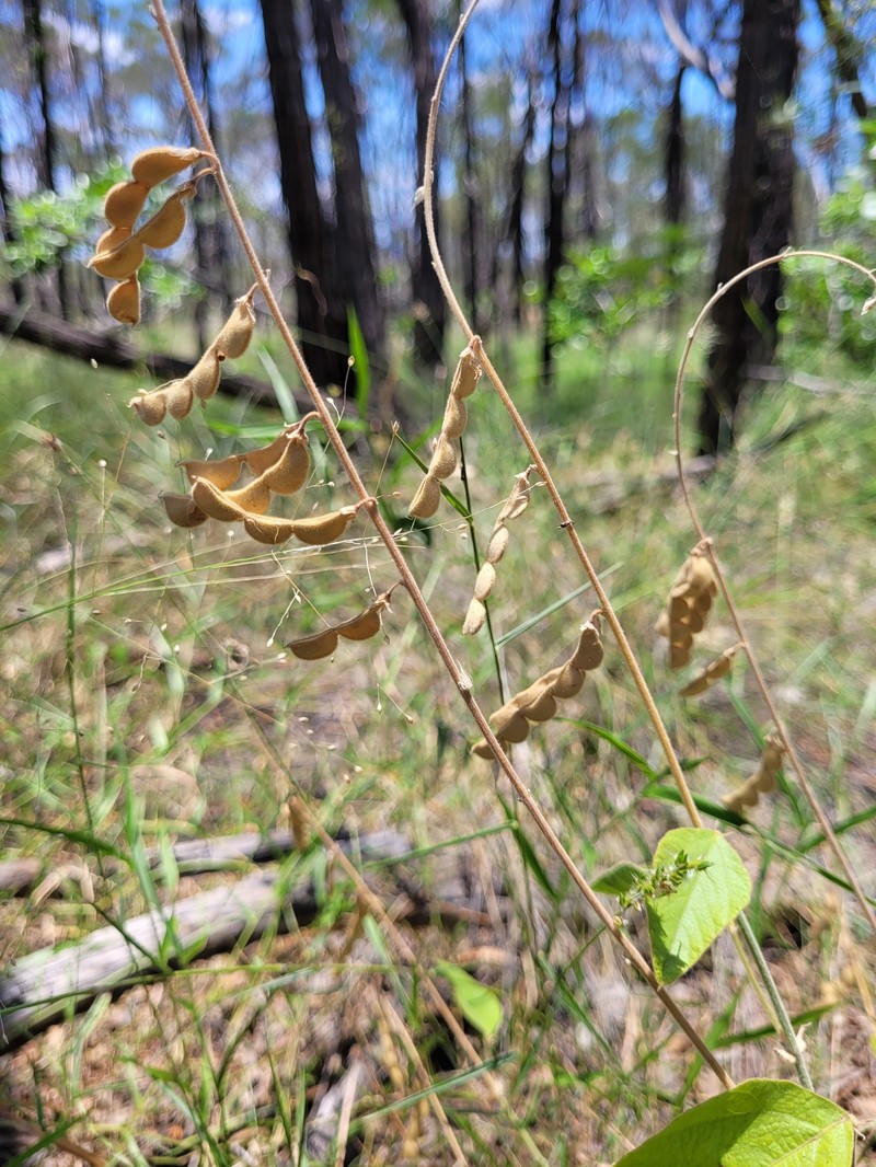 Maekawaea macrocarpa