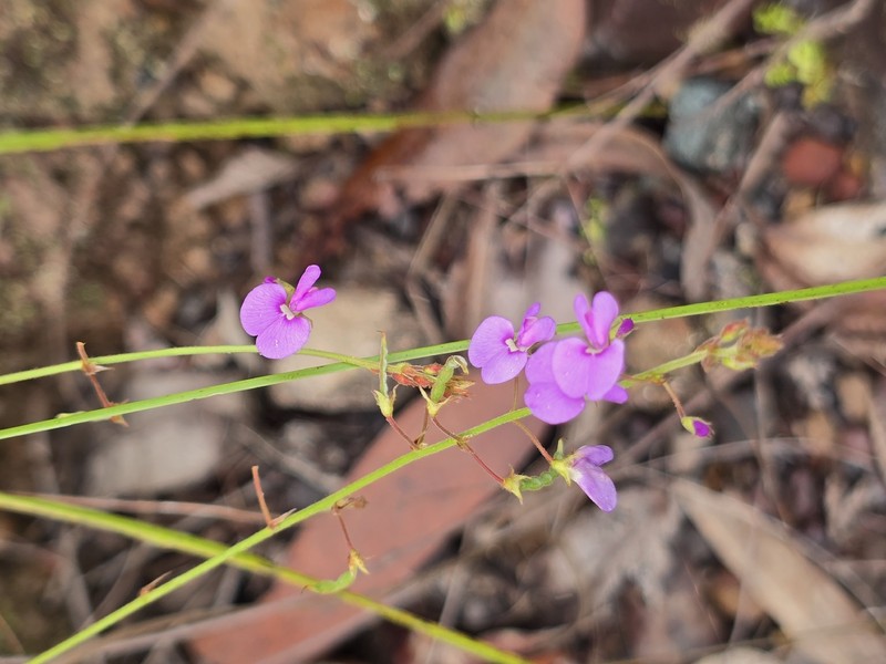 Maekawaea rhytidophylla