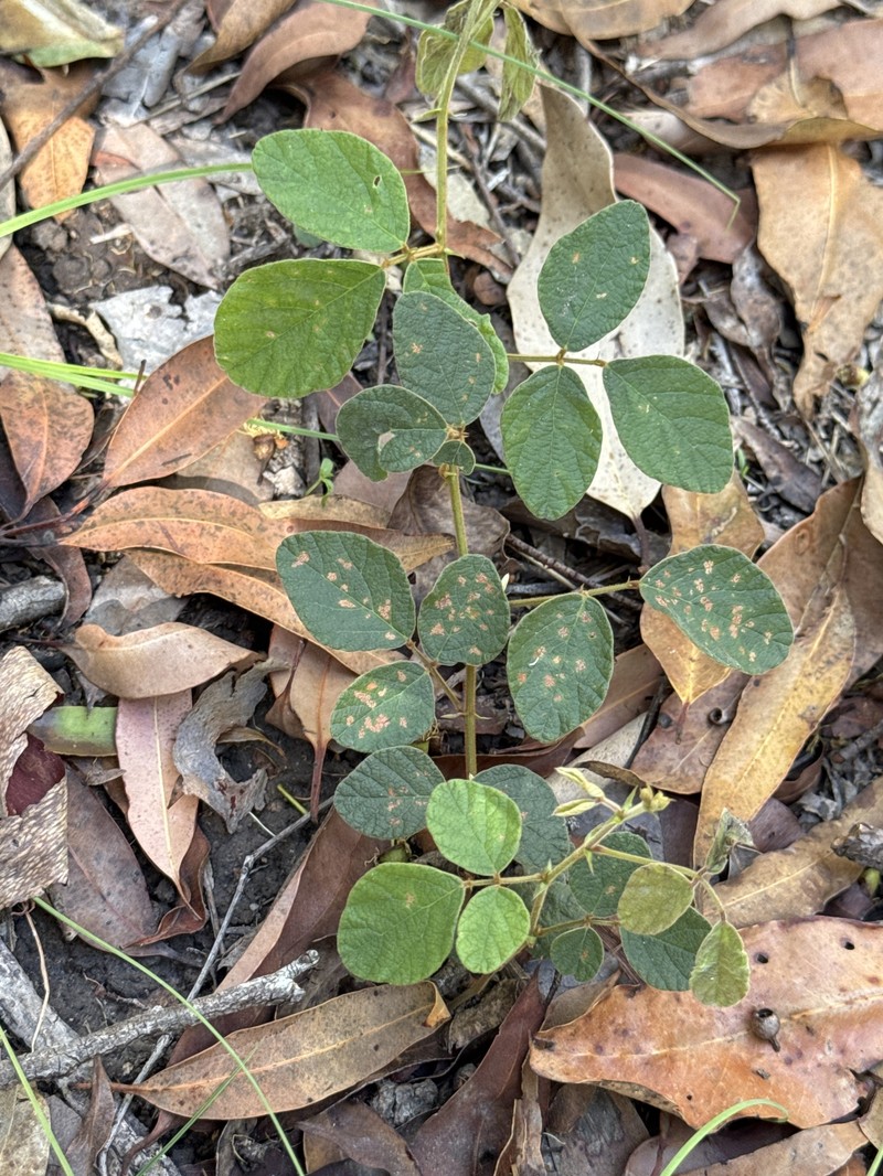 Maekawaea rhytidophylla photo 2