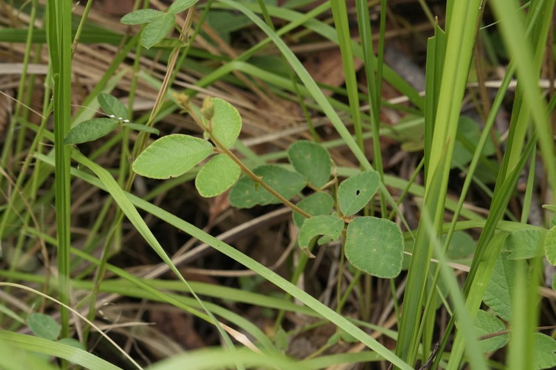 Maekawaea rhytidophylla photo 3