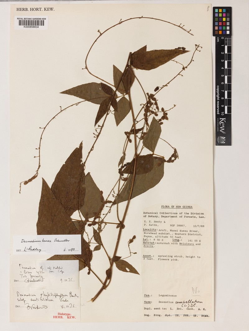 Maekawaea tenax