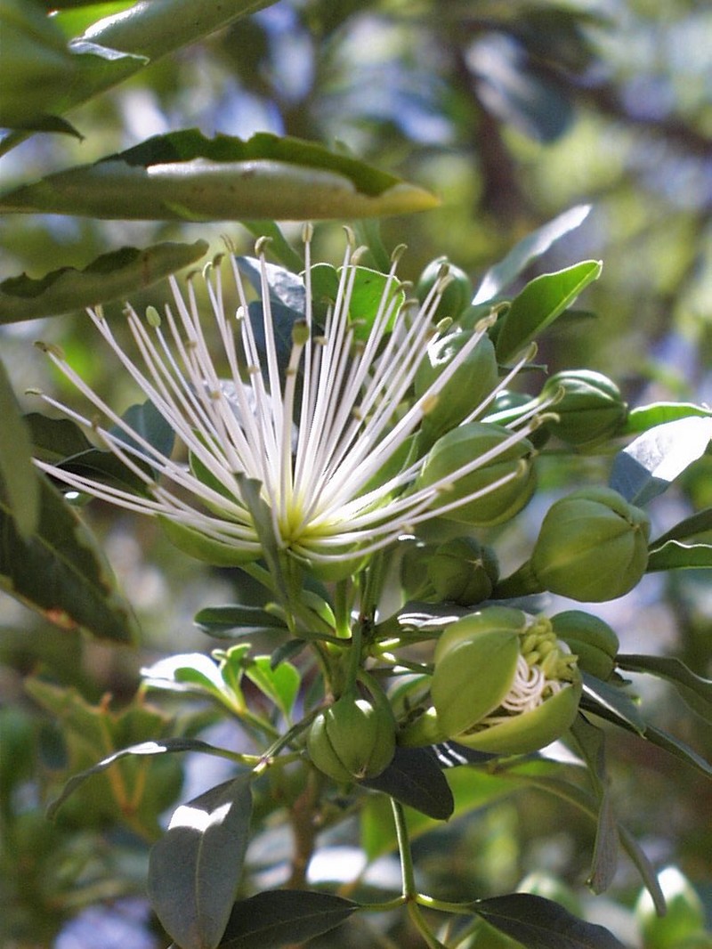 Maerua afra