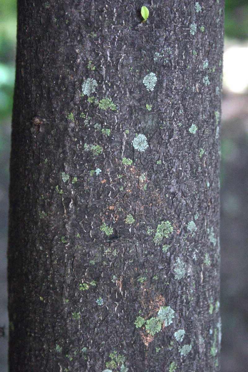 Maerua afra photo 2