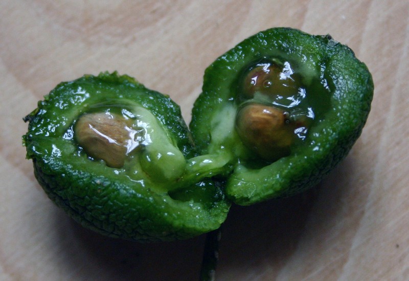 Maerua afra photo 4