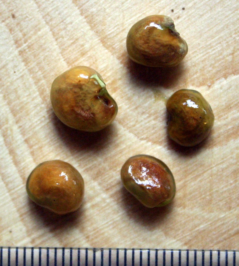 Maerua afra photo 5