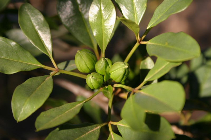 Maerua afra photo 6