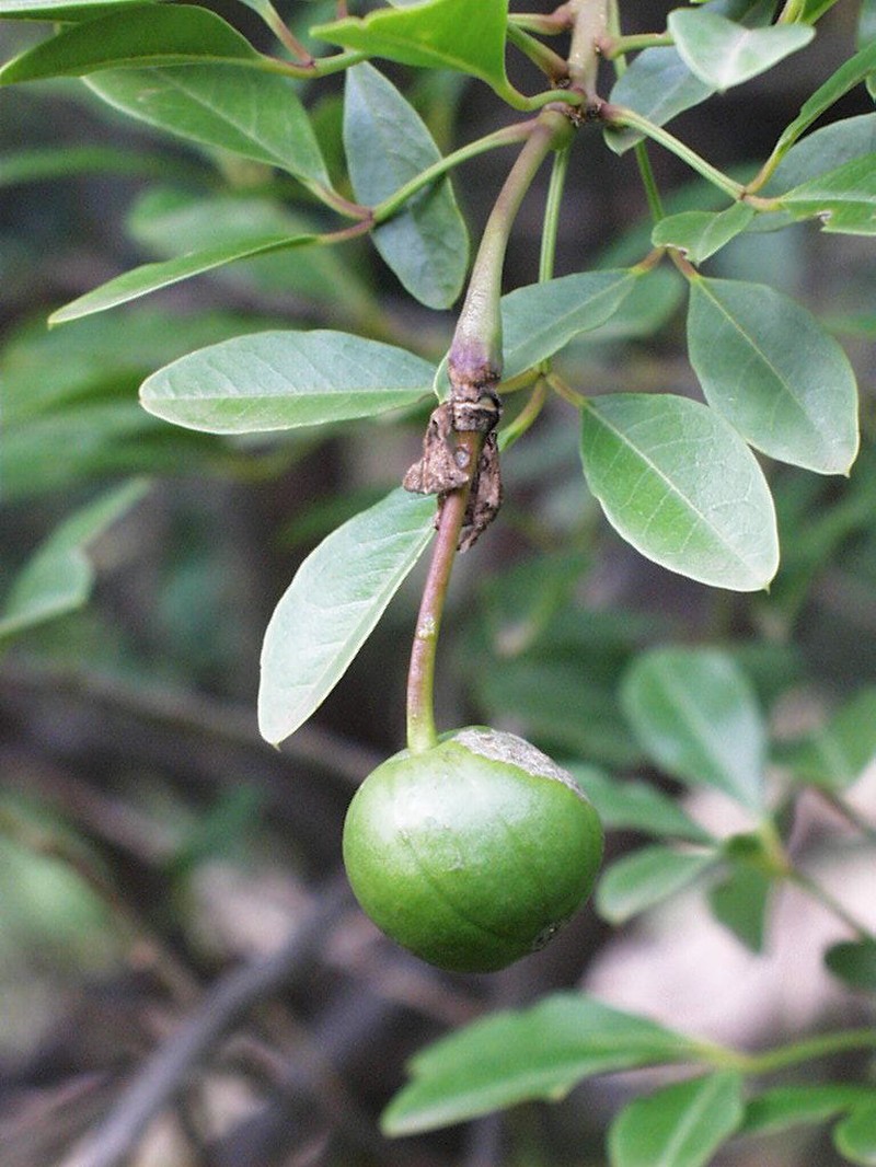 Maerua afra photo 7