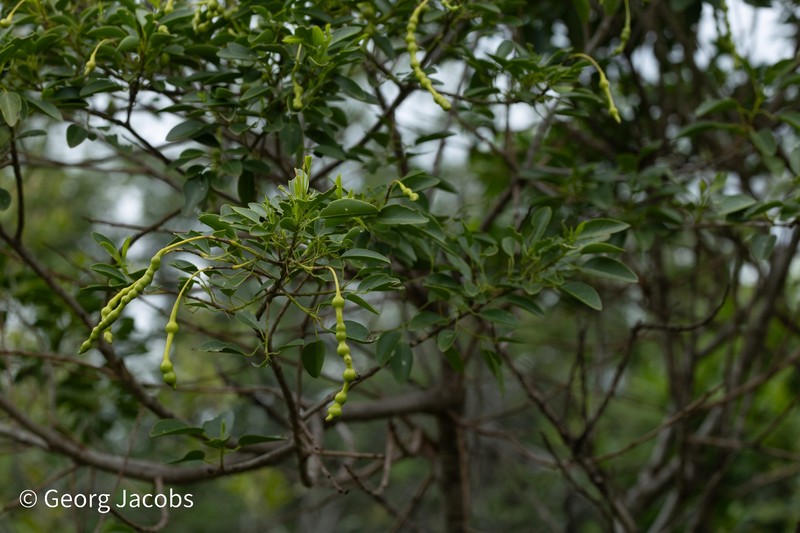 Maerua angolensis subsp. angolensis photo 2