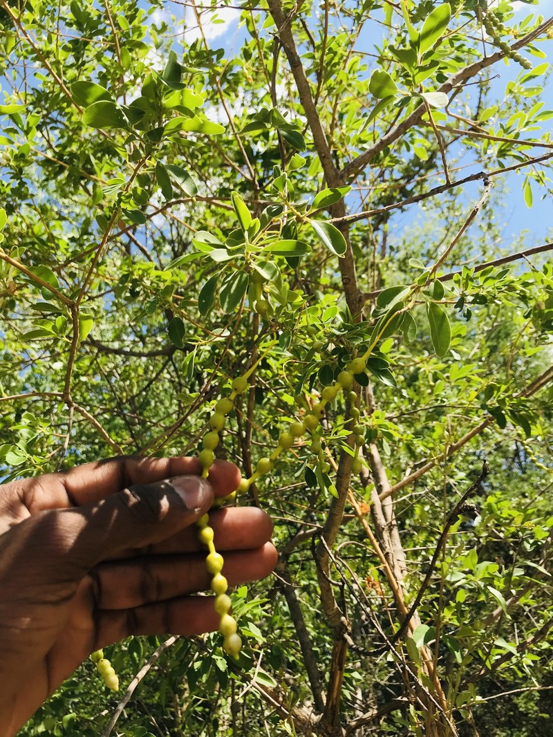 Maerua angolensis subsp. angolensis photo 3