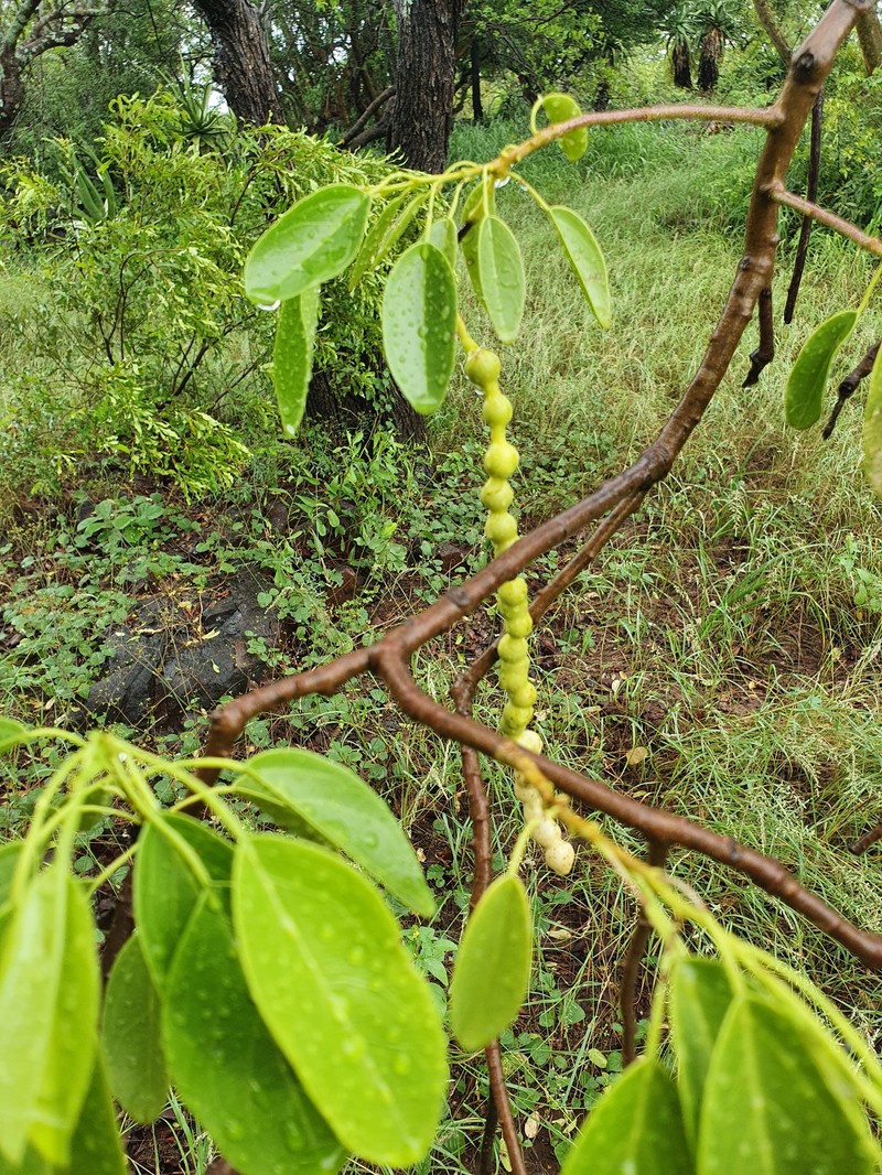 Maerua angolensis subsp. angolensis photo 4