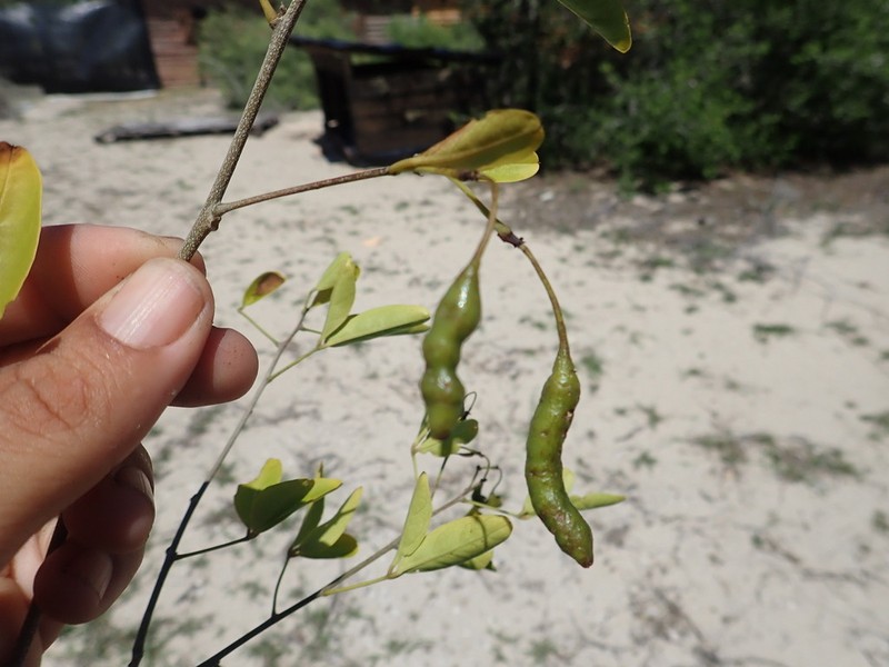 Maerua baillonii