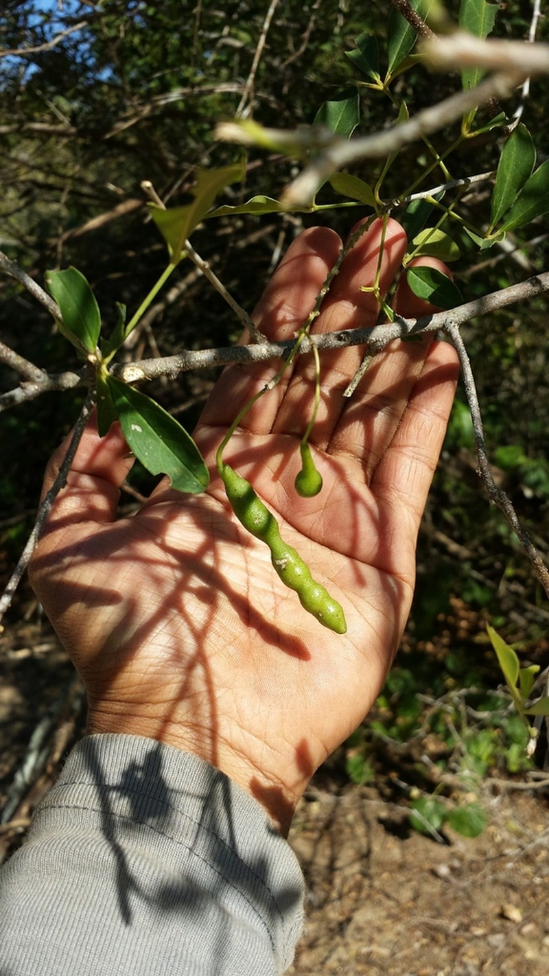 Maerua baillonii photo 2