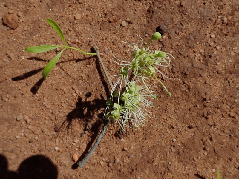 Maerua baillonii photo 3