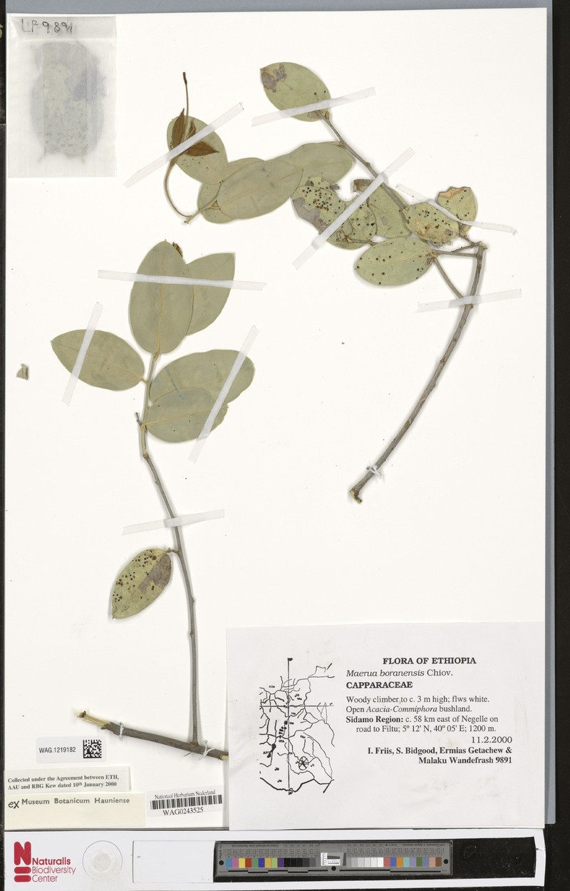 Maerua boranensis
