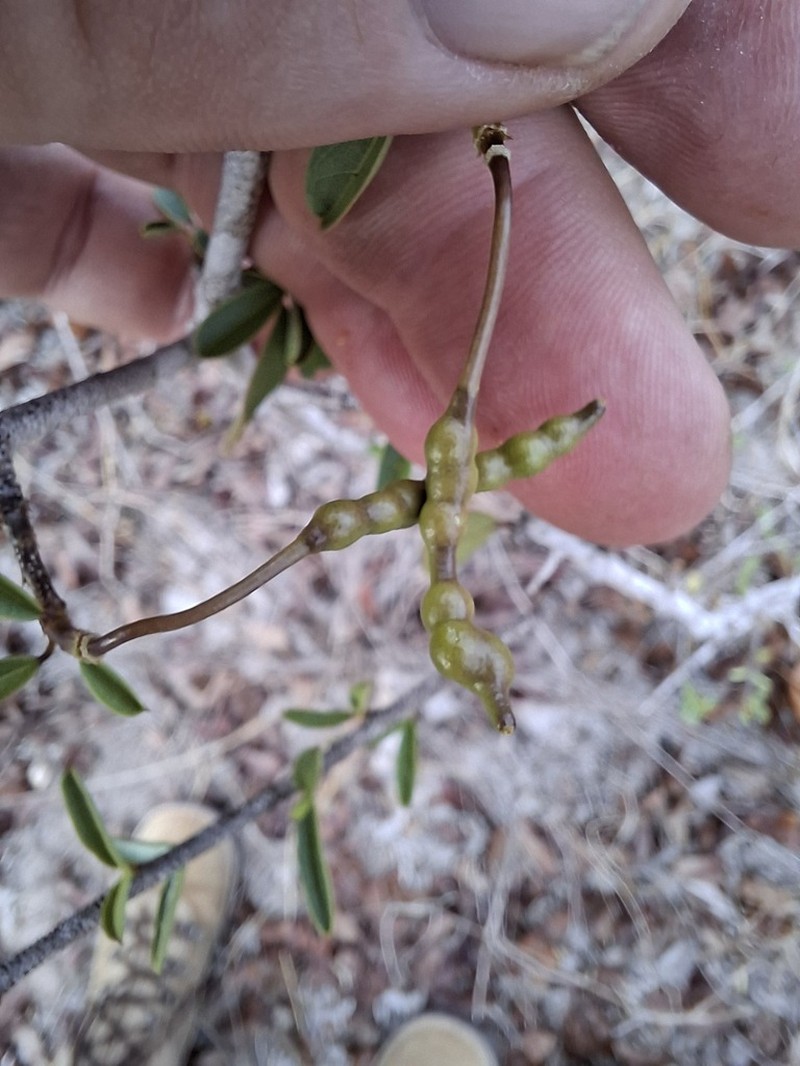 Maerua brunnescens