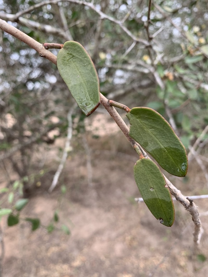 Maerua brunnescens photo 2