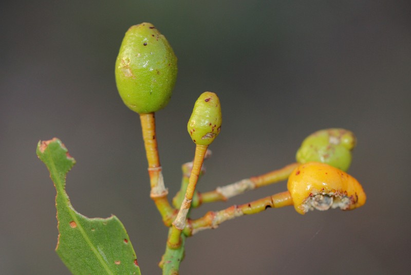 Maerua brunnescens photo 3