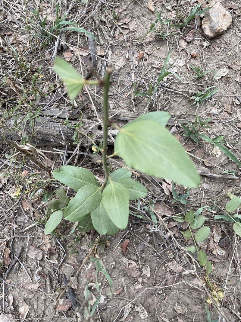 Maerua brunnescens photo 4