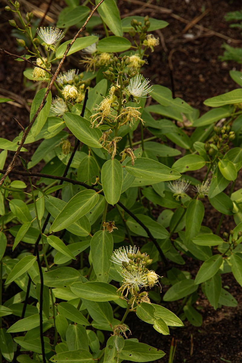 Maerua brunnescens photo 5