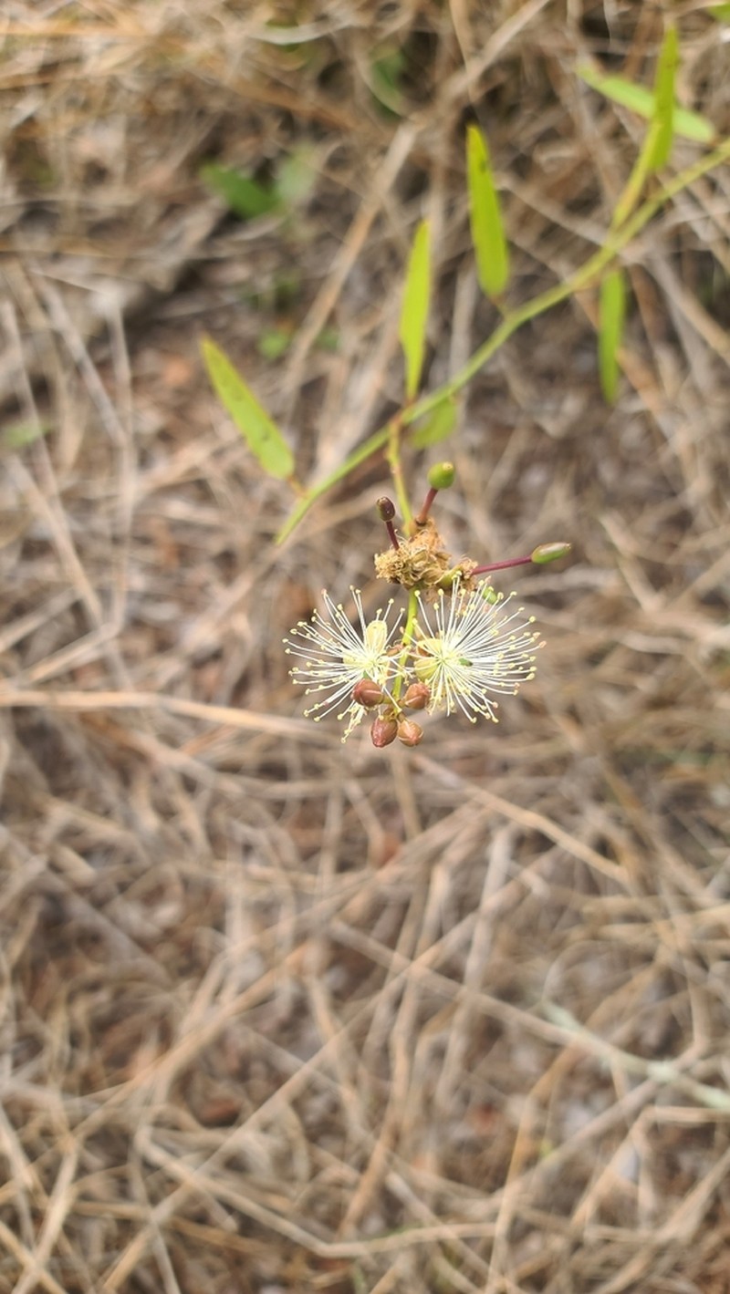 Maerua brunnescens photo 6