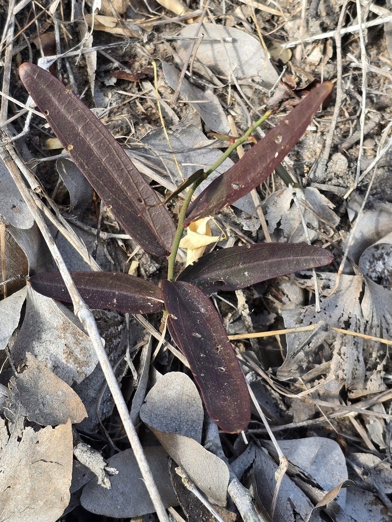 Maerua brunnescens photo 7