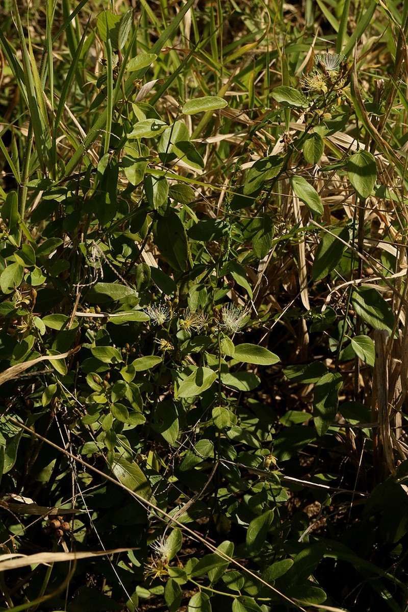 Maerua brunnescens photo 8