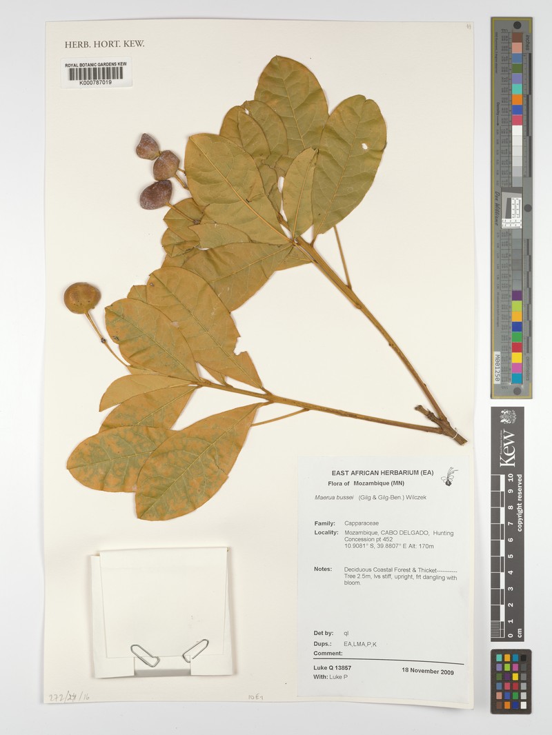 Maerua bussei