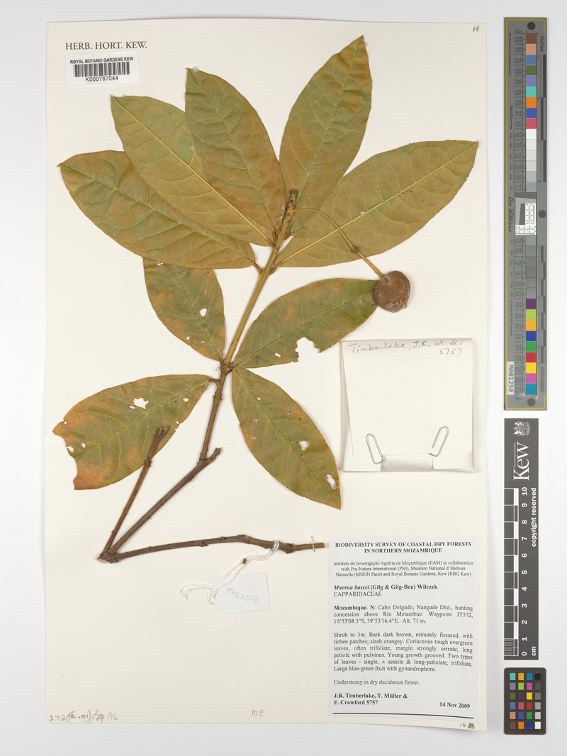Maerua bussei photo 2