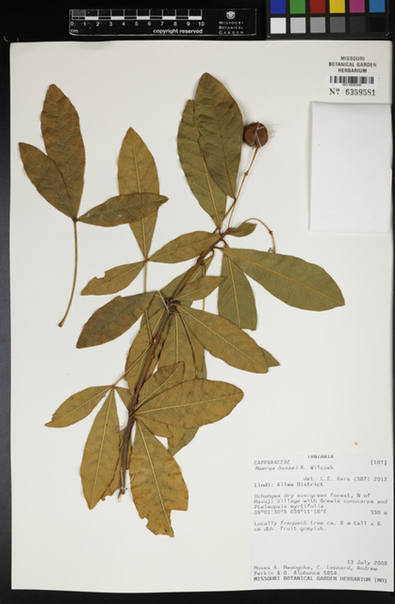 Maerua bussei photo 3