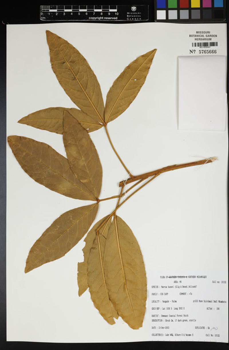 Maerua bussei photo 4