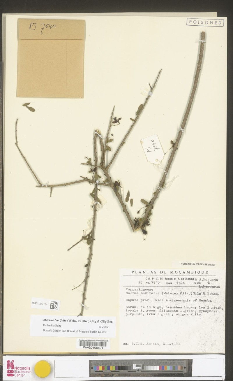 Maerua buxifolia