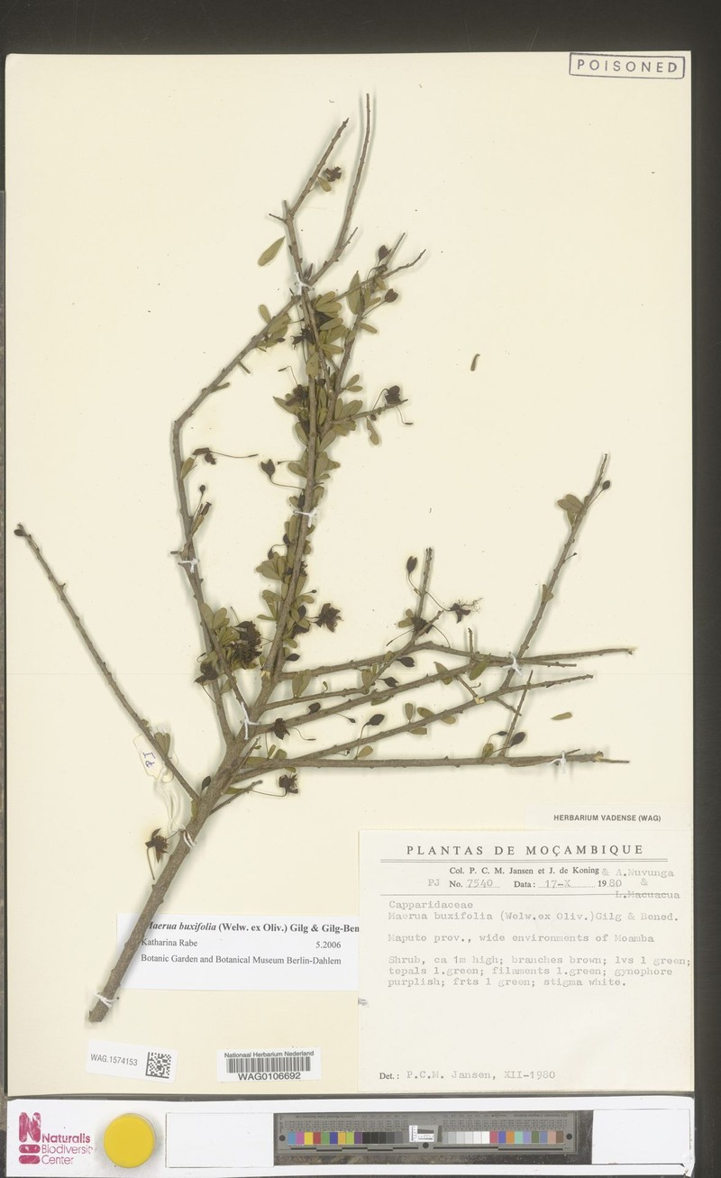 Maerua buxifolia photo 2