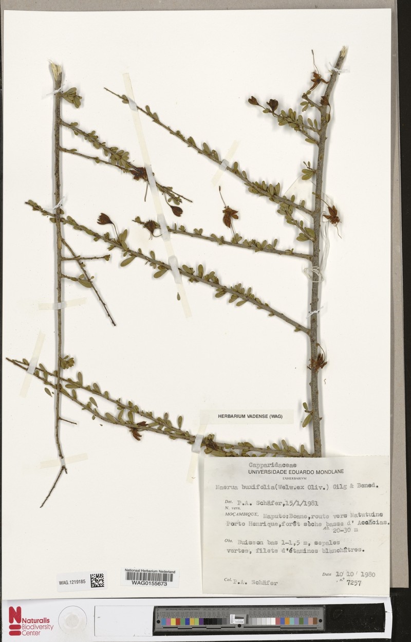 Maerua buxifolia photo 3