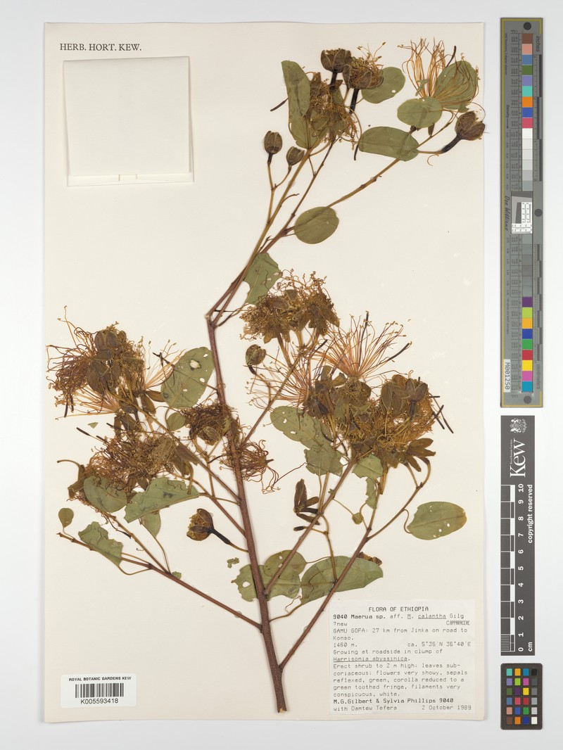 Maerua calantha