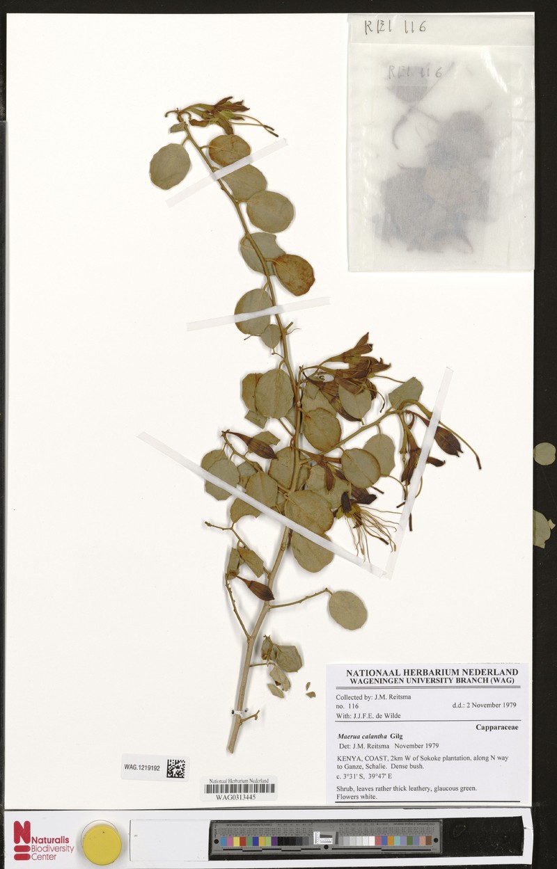 Maerua calantha photo 2