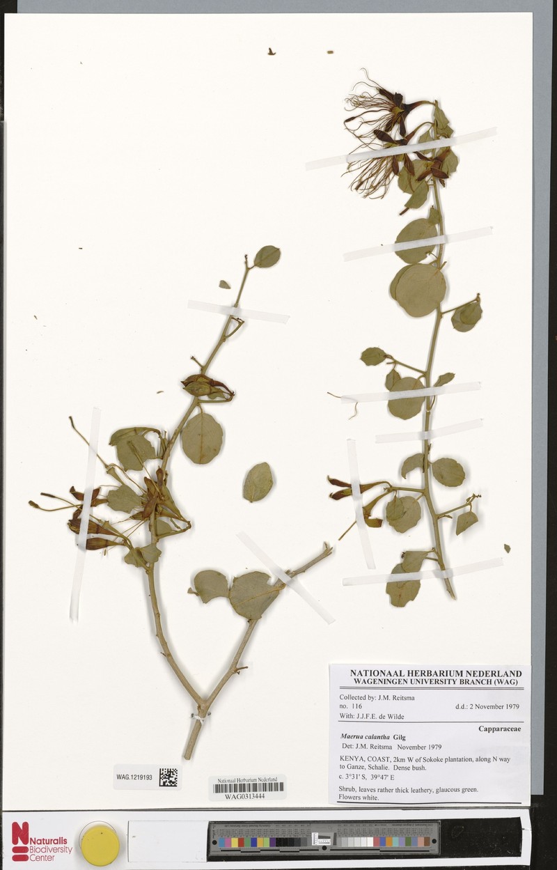 Maerua calantha photo 3