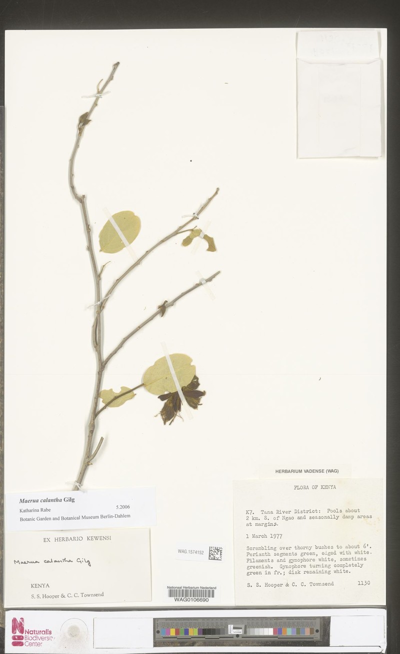 Maerua calantha photo 4