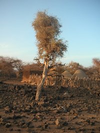 Maerua crassifolia