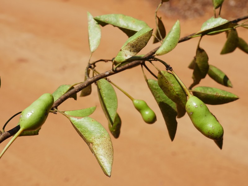 Maerua cylindrocarpa
