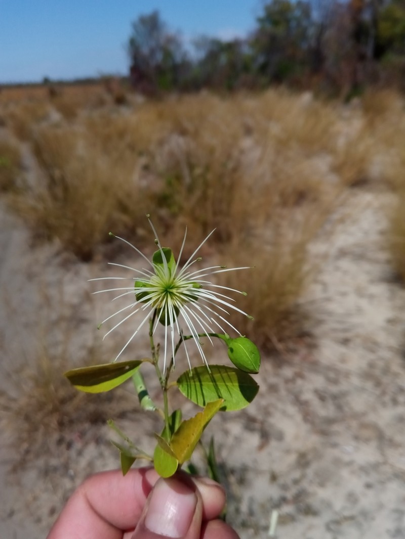 Maerua cylindrocarpa photo 2